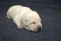 Purple Collar, a female Labrador Retriever for sale in Randall, MN – Photo 6 of 6