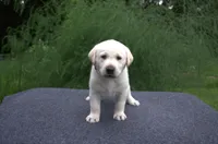 Purple Collar, a female Labrador Retriever for sale in Randall, MN – Photo 1 of 6