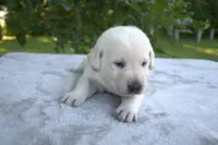 Purple Collar, a female Labrador Retriever for sale in Randall, MN – Photo 5 of 6