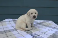 Purple Collar, a female Labrador Retriever for sale in Randall, MN – Photo 3 of 6