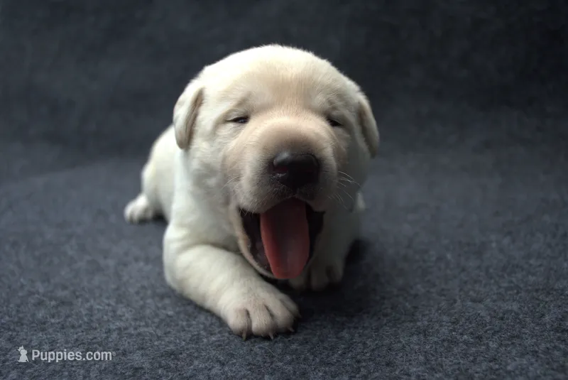 Black Collar – Labrador Retriever puppy on hold in Randall, MN