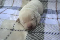 Green Collar, a male Labrador Retriever for sale in Randall, MN – 2 of 2