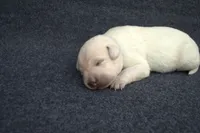 Blue Collar, a male Labrador Retriever for sale in Randall, MN – Photo 7 of 7