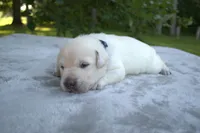 Blue Collar, a male Labrador Retriever for sale in Randall, MN – Photo 5 of 7