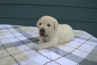 Blue Collar, a male Labrador Retriever for sale in Randall, MN – Photo 4 of 7