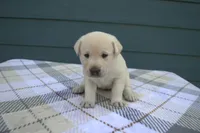 Blue Collar, a male Labrador Retriever for sale in Randall, MN – Photo 3 of 7