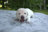 Blue Collar, a male Labrador Retriever for sale in Randall, MN – Photo 6 of 7