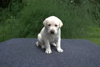 Blue Collar, a male Labrador Retriever for sale in Randall, MN – Photo 2 of 7