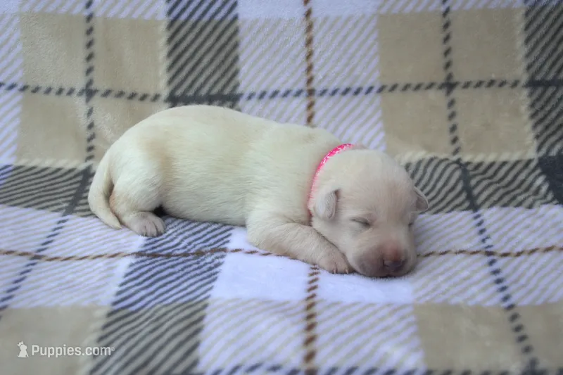 Pink Collar – Labrador Retriever puppy for sale in Randall, MN