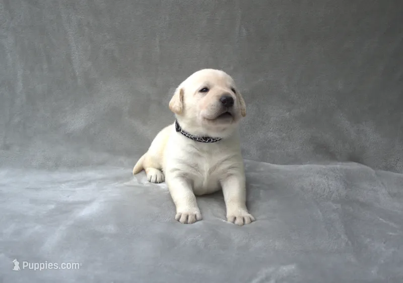 Black Collar – Labrador Retriever puppy on hold in Randall, MN