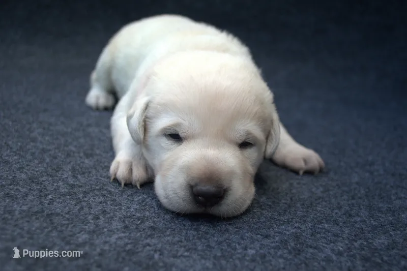 Pink Collar – Labrador Retriever puppy on hold in Randall, MN