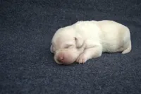 Pink Collar, a female Labrador Retriever for sale in Randall, MN – Photo 5 of 5