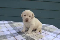 Pink Collar, a female Labrador Retriever for sale in Randall, MN – Photo 2 of 5