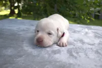 Pink Collar, a female Labrador Retriever for sale in Randall, MN – Photo 4 of 5