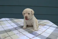 Pink Collar, a female Labrador Retriever for sale in Randall, MN – Photo 1 of 5