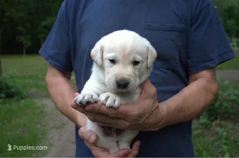 Black Collar – Labrador Retriever puppy on hold in Randall, MN
