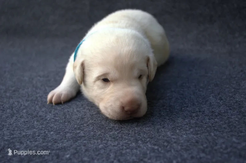 Blue Collar – Labrador Retriever puppy on hold in Randall, MN