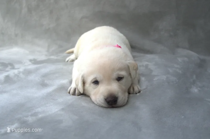 Pink Collar – Labrador Retriever puppy on hold in Randall, MN