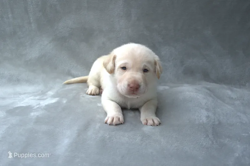 Red Collar – Labrador Retriever puppy on hold in Randall, MN