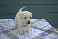 Yellow Collar, a female Labrador Retriever for sale in Randall, MN – Photo 3 of 6