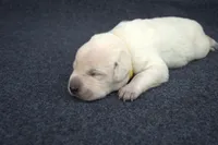 Yellow Collar, a female Labrador Retriever for sale in Randall, MN – Photo 6 of 6