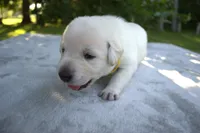 Yellow Collar, a female Labrador Retriever for sale in Randall, MN – Photo 5 of 6
