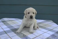 Yellow Collar, a female Labrador Retriever for sale in Randall, MN – Photo 2 of 6