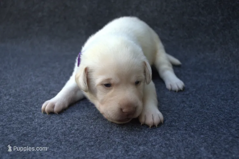 Purple Collar – Labrador Retriever puppy on hold in Randall, MN