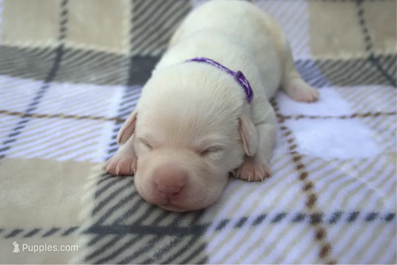 Purple Collar – Labrador Retriever puppy for sale in Randall, MN
