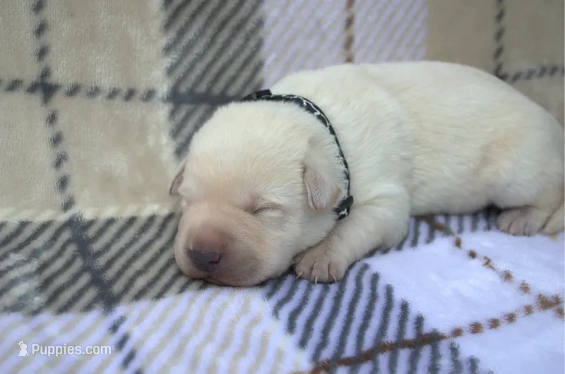 Black Collar – Labrador Retriever puppy for sale in Randall, MN