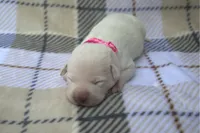 Pink Collar, a female Labrador Retriever for sale in Randall, MN – 2 of 2