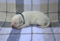 Black Collar, a male Labrador Retriever for sale in Randall, MN – 2 of 2