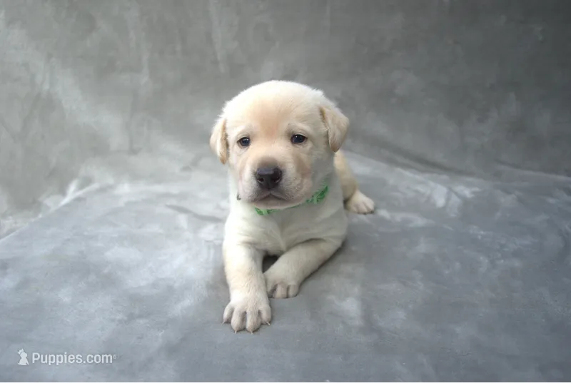 Green Collar – Labrador Retriever puppy on hold in Randall, MN