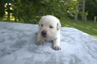 Red Collar, a female Labrador Retriever for sale in Randall, MN – Photo 3 of 5