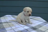 Red Collar, a female Labrador Retriever for sale in Randall, MN – Photo 2 of 5