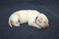 Red Collar, a female Labrador Retriever for sale in Randall, MN – Photo 5 of 5