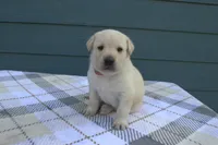 Red Collar, a female Labrador Retriever for sale in Randall, MN – Photo 1 of 5