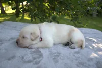 Red Collar, a female Labrador Retriever for sale in Randall, MN – Photo 4 of 5