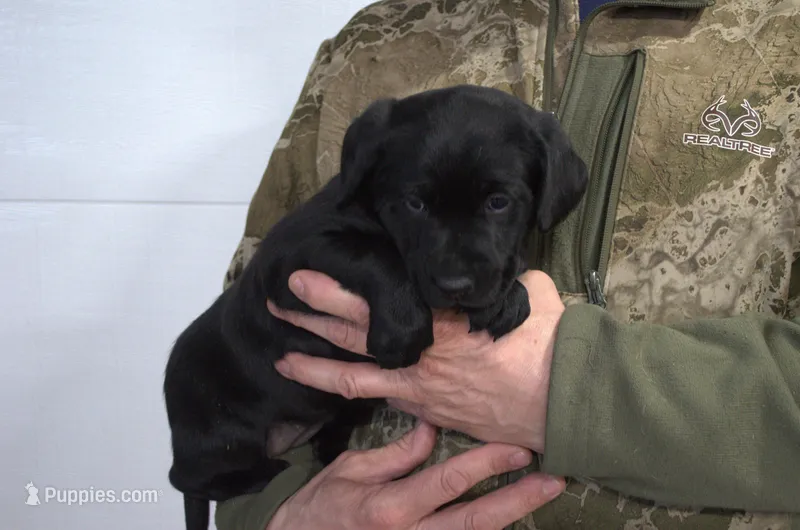 Black, a female Labrador Retriever for sale in Randall, MN – Photo 1 of 4