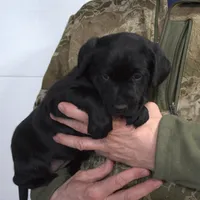 Black, a female Labrador Retriever for sale in Randall, MN – Photo 1 of 4