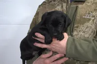 Black, a female Labrador Retriever for sale in Randall, MN – Photo 1 of 4