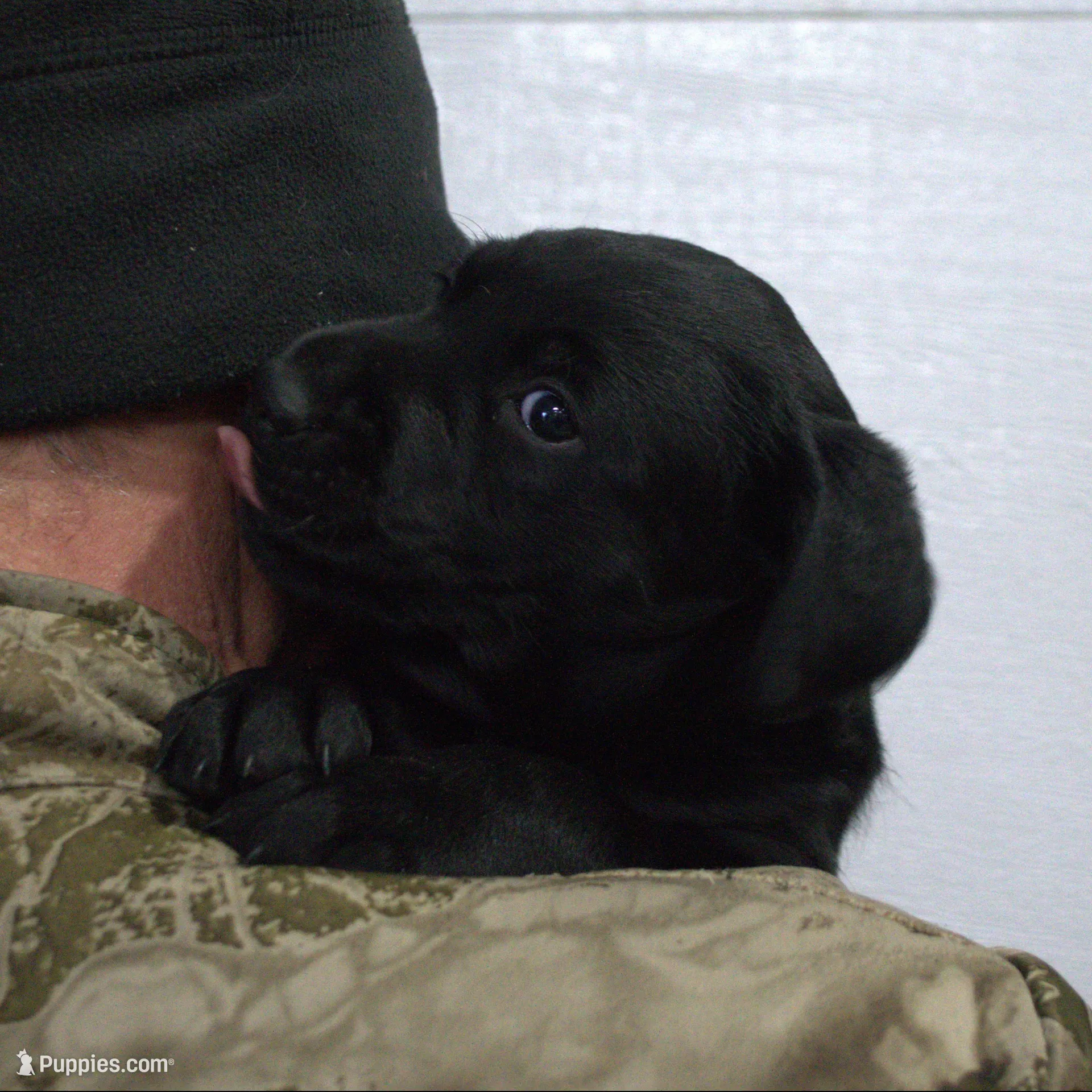 Black, a female Labrador Retriever for sale in Randall, MN – Photo 2 of 4