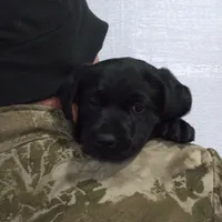 Black, a female Labrador Retriever for sale in Randall, MN – Photo 4 of 4