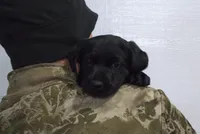 Black, a female Labrador Retriever for sale in Randall, MN – Photo 4 of 4