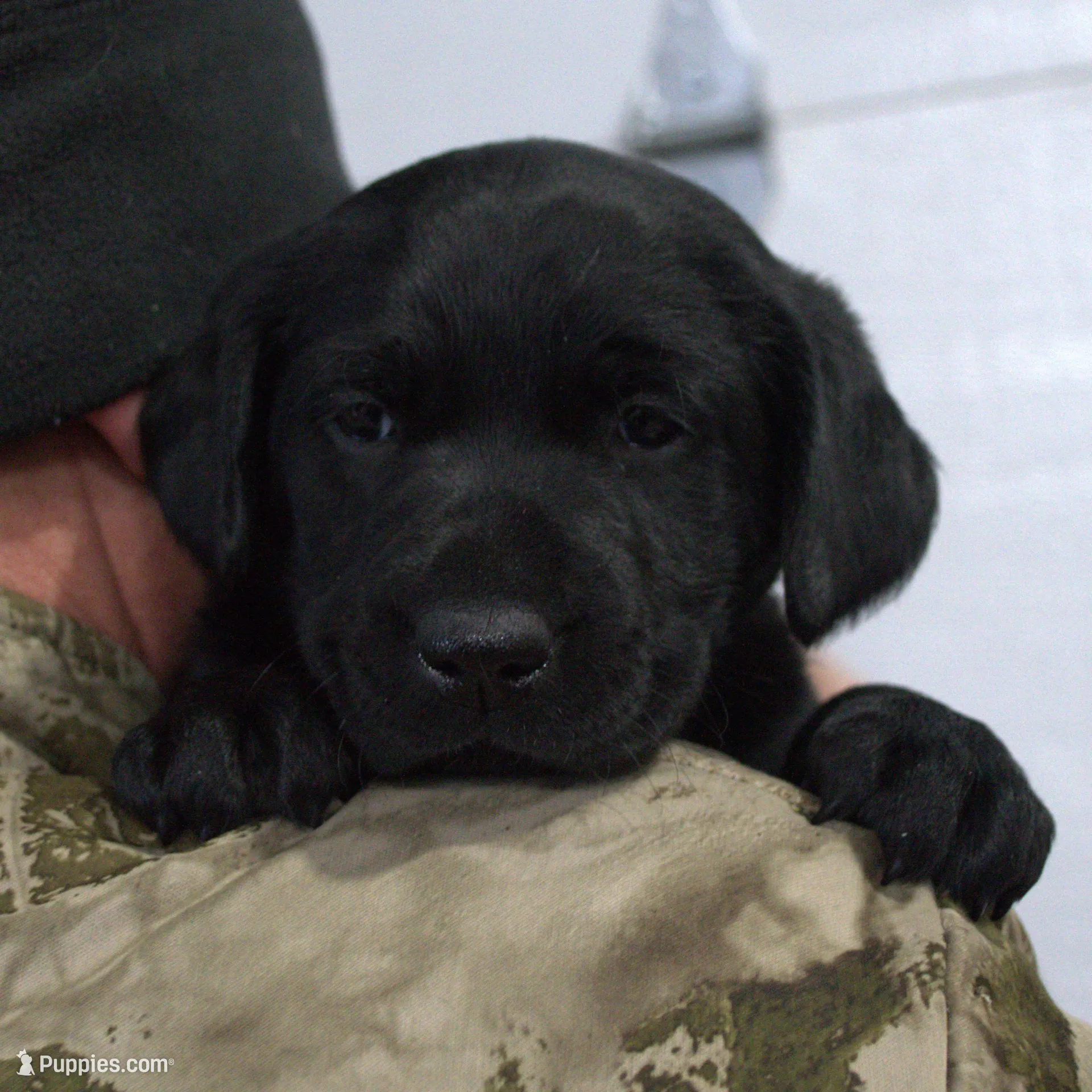 Black, a female Labrador Retriever for sale in Randall, MN – Photo 3 of 4