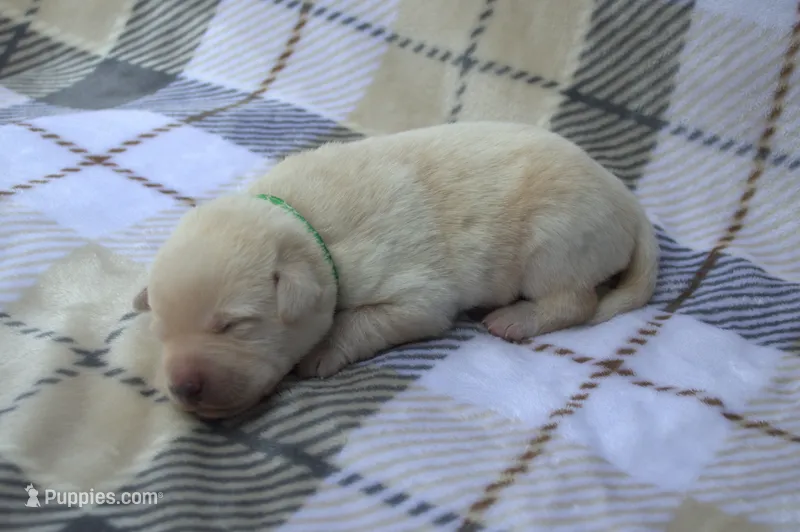 Green Collar – Labrador Retriever puppy for sale in Randall, MN