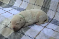 Green Collar, a male Labrador Retriever for sale in Randall, MN – 1 of 2