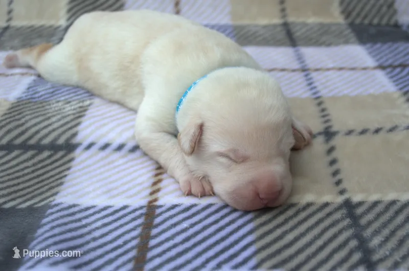 Blue Collar – Labrador Retriever puppy for sale in Randall, MN
