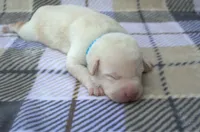 Blue Collar, a female Labrador Retriever for sale in Randall, MN – 1 of 2
