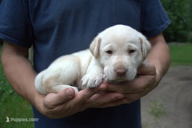 Red Collar – Labrador Retriever puppy on hold in Randall, MN
